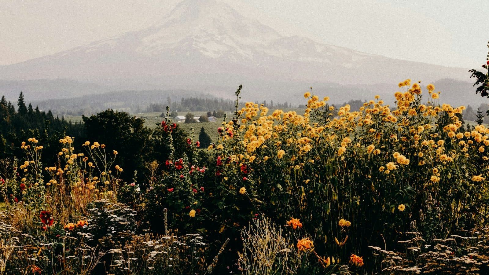 yellow and orange petaled flowers